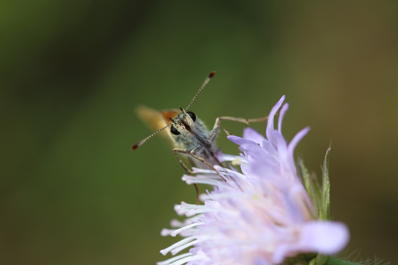 skipper, butterfly, insect-4447987.jpg