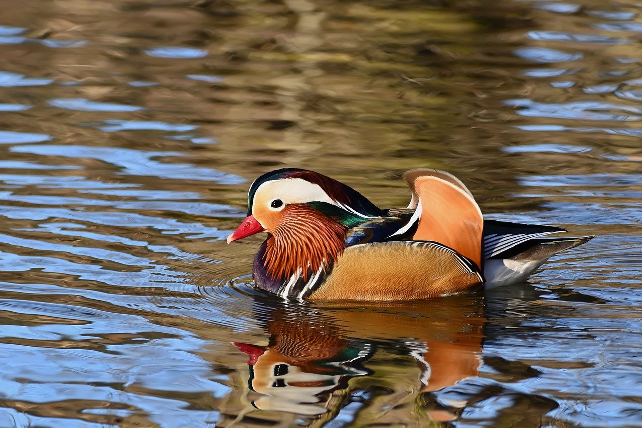 duck, mandarin duck, water bird-8462289.jpg